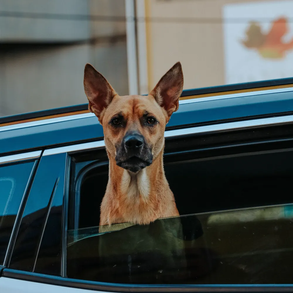 Foto do produto Kit ração premium — Pet Vila